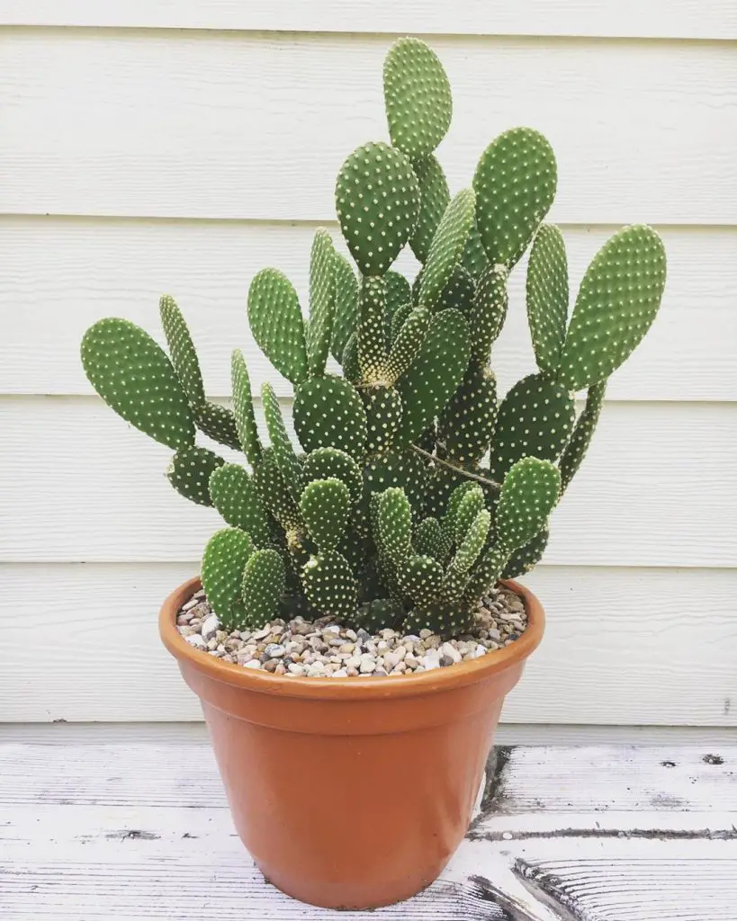 El cactus oreja de conejo 'Opuntia Microdasys' El cactus oreja de conejo 'Opuntia Microdasys'