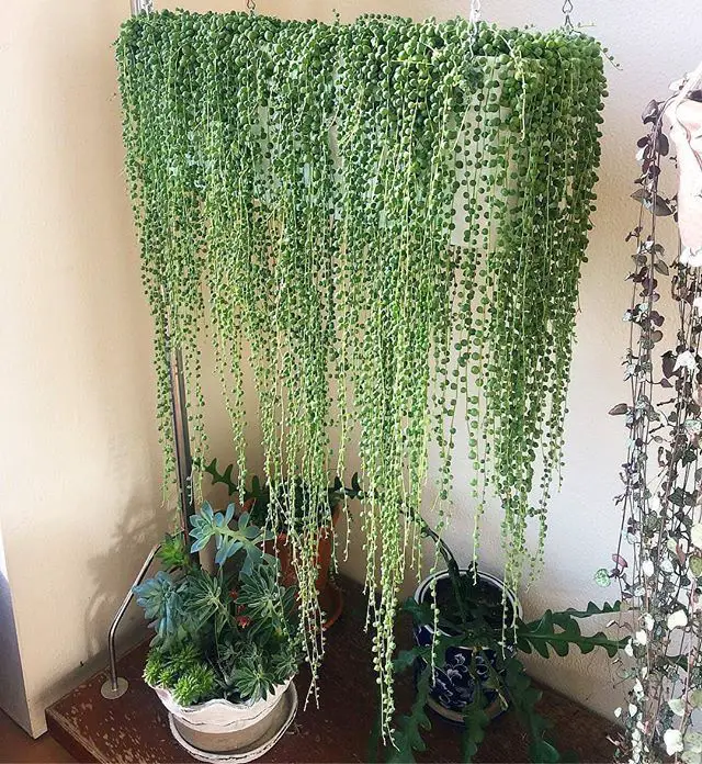 El collar de perlas suculentas 'Senecio Rowleyanus' El collar de perlas suculentas 'Senecio Rowleyanus'