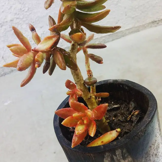 El cultivo de piedra Coppertone 'Sedum Nussbaumerianum' El cultivo de piedra Coppertone 'Sedum Nussbaumerianum'