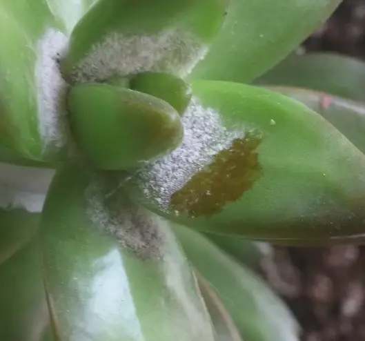 El cultivo de piedra Coppertone 'Sedum Nussbaumerianum'