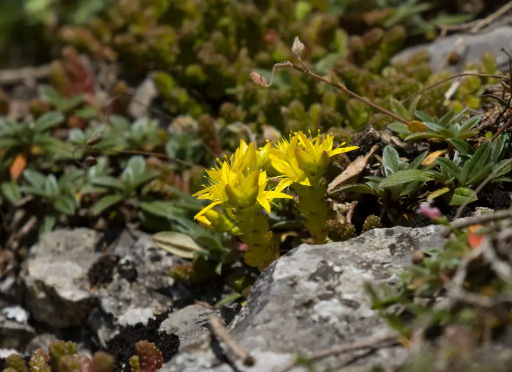 El cultivo de piedra de musgo dorado 'Sedum Acre'