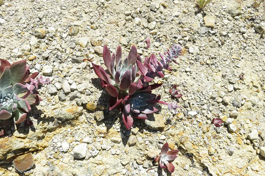 El especial Liveforever de Greene “Dudleya Greenei”