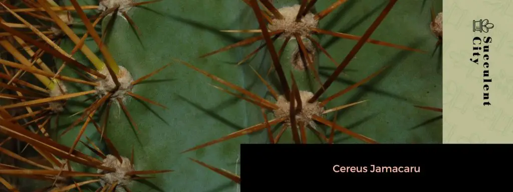 El género “Cereus”. El género “Cereus”.