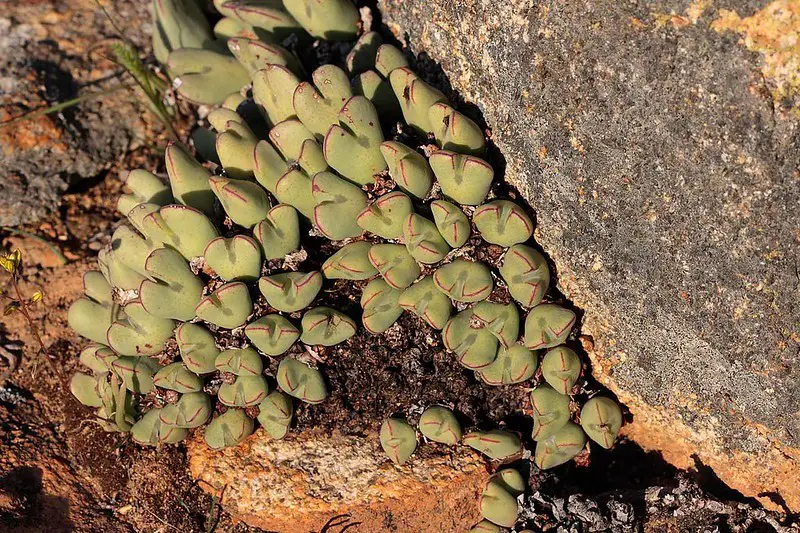 El pequeño guijarro vivo sin tallo “Conophytum Bilobum”