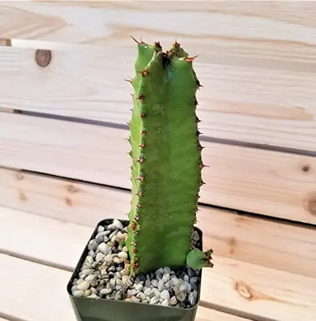 El tártago africano 'Euphorbia Resinifera' El tártago africano 'Euphorbia Resinifera'