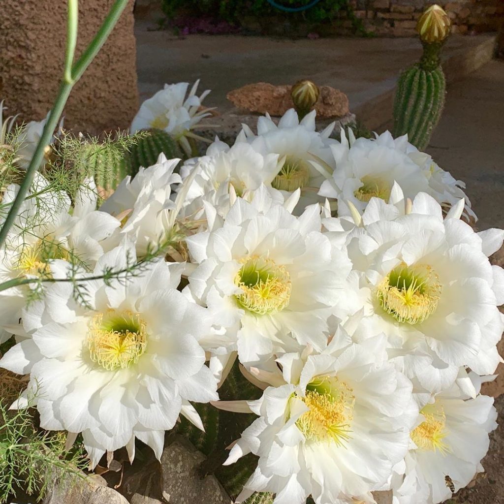 Epiphyllum Oxypetalum – El cactus pipa del holandés