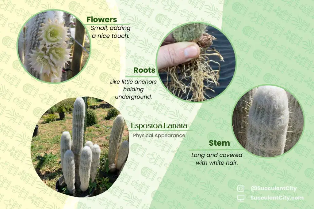 Espostoa Lanata (El cactus del viejo peruano) Espostoa Lanata (El cactus del viejo peruano)