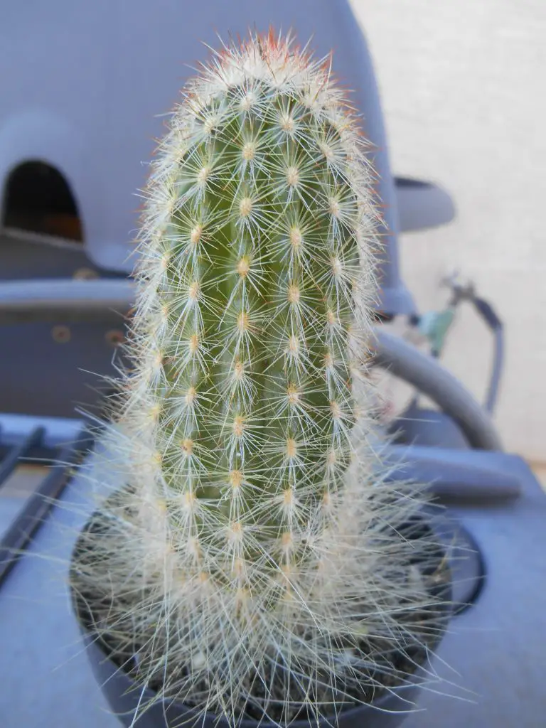 Espostoa mirabilis Espostoa mirabilis