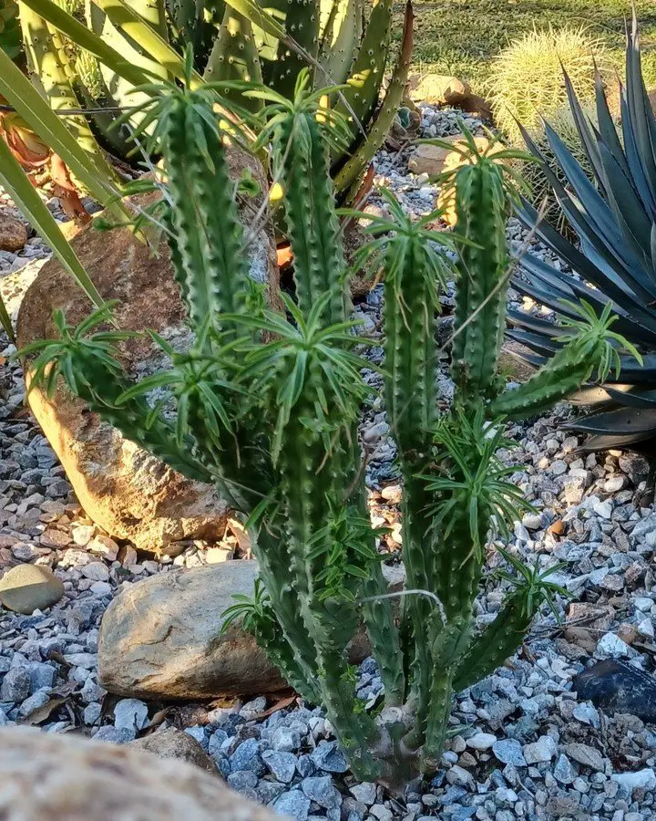 Euforbia Loricata Euforbia Loricata