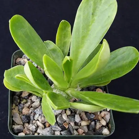 Euforbia Poissonii Euforbia Poissonii