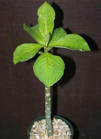 Euforbia granii Euforbia granii