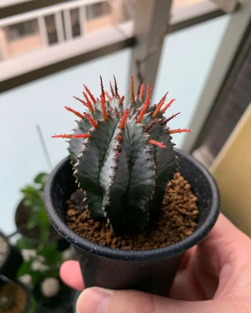 Euphorbia Horrida (barril de leche africano)