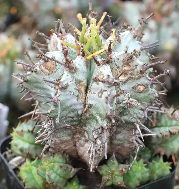 Euphorbia Horrida (barril de leche africano) Euphorbia Horrida (barril de leche africano)