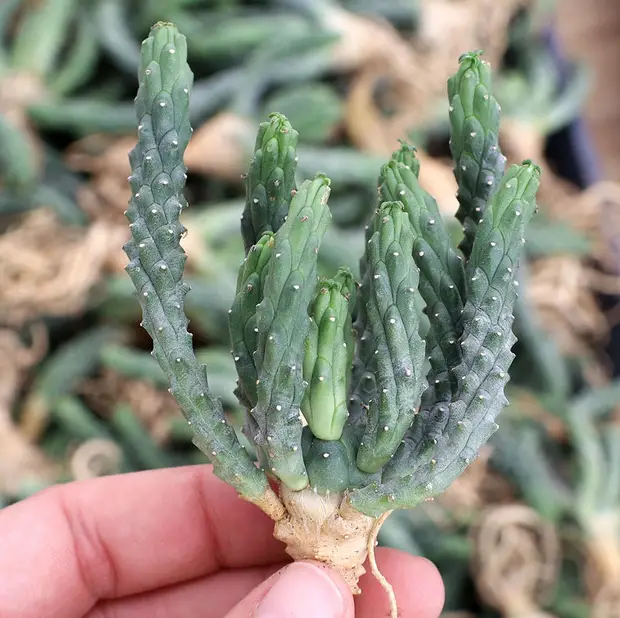 Euphorbia Inermis (La suculenta corona verde)