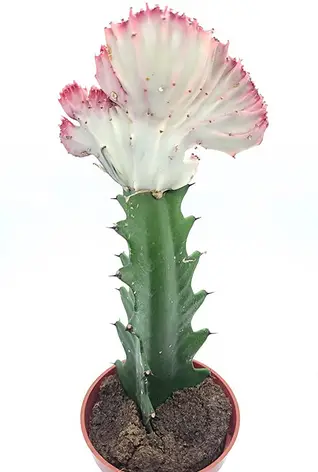 Euphorbia Lactea Cristata