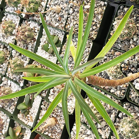 Euphorbia Lambii – La hermosa planta de la isla de La Gomera