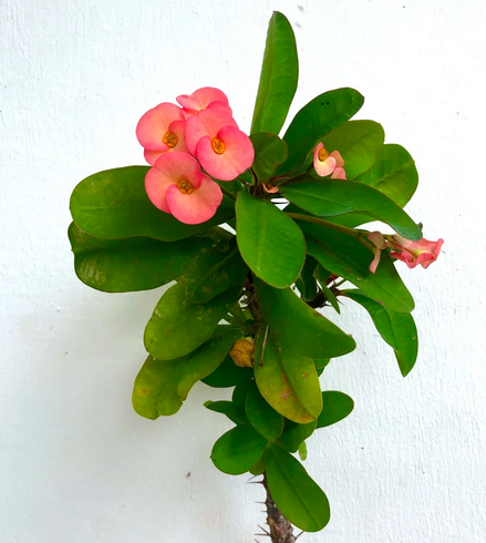 Euphorbia Milii 'Corona de espinas'