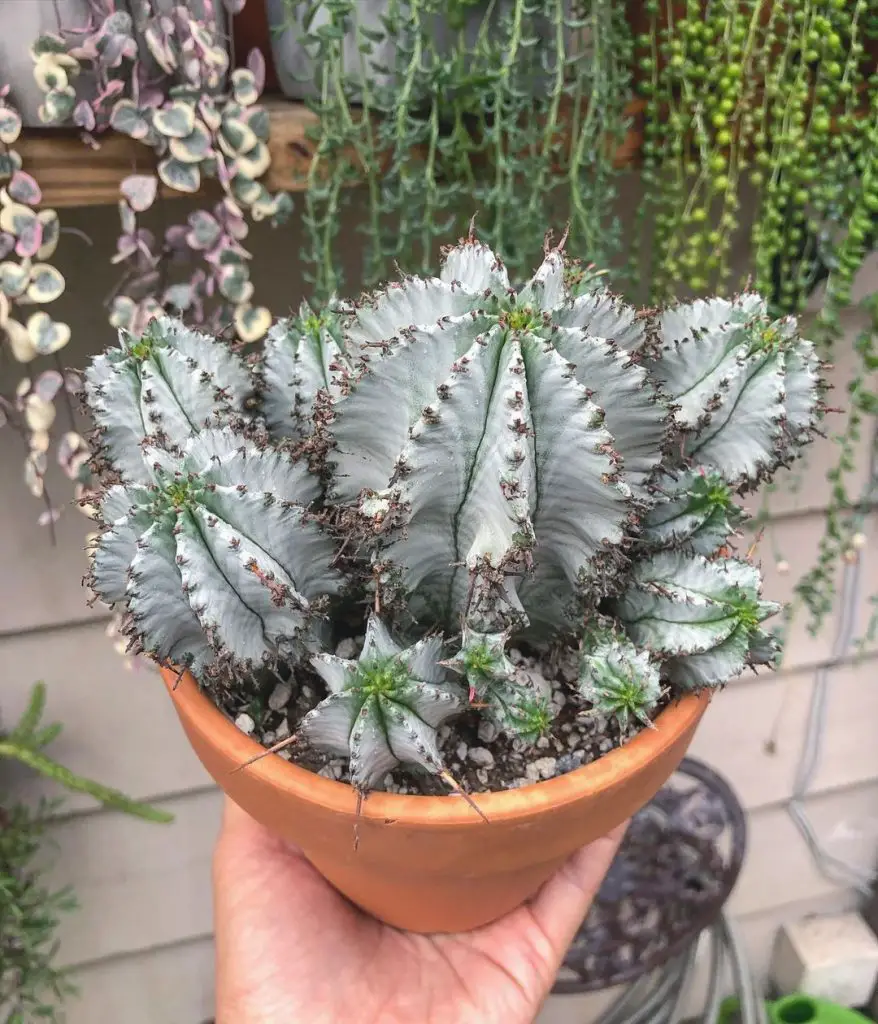 Euphorbia Polygona: la singular suculenta puntiaguda en forma de “copo de nieve”