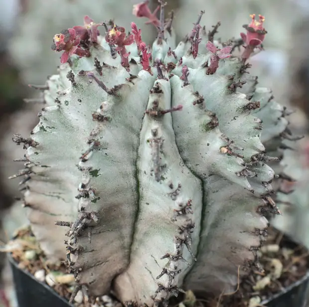 Euphorbia Polygona: la singular suculenta puntiaguda en forma de “copo de nieve”