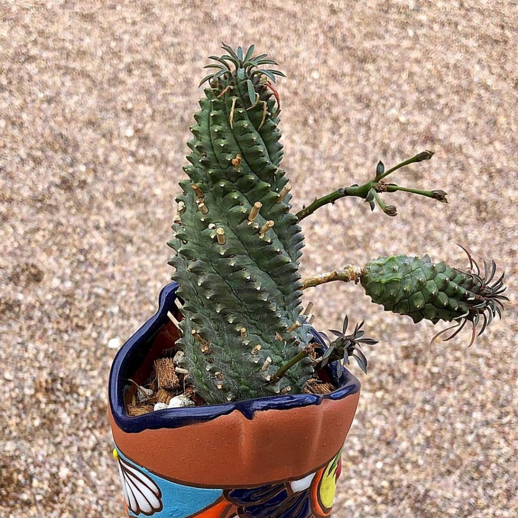Euphorbia Spiralis (La Euphorbia Espiral) Euphorbia Spiralis (La Euphorbia Espiral)