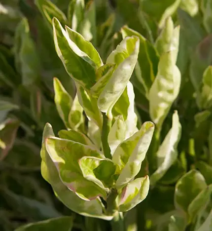 Euphorbia Tithymaloides (planta de la columna vertebral del diablo)