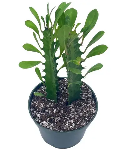 Euphorbia trigona (árbol de la leche africano) Euphorbia trigona (árbol de la leche africano)