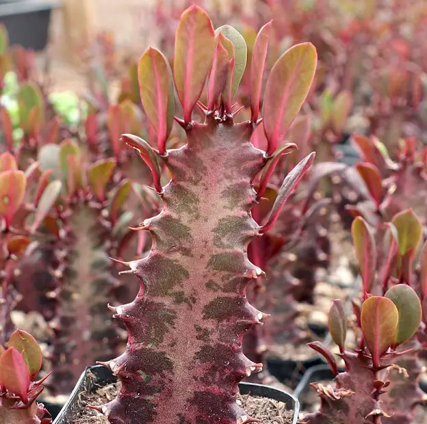 Euphorbia trigona rubra