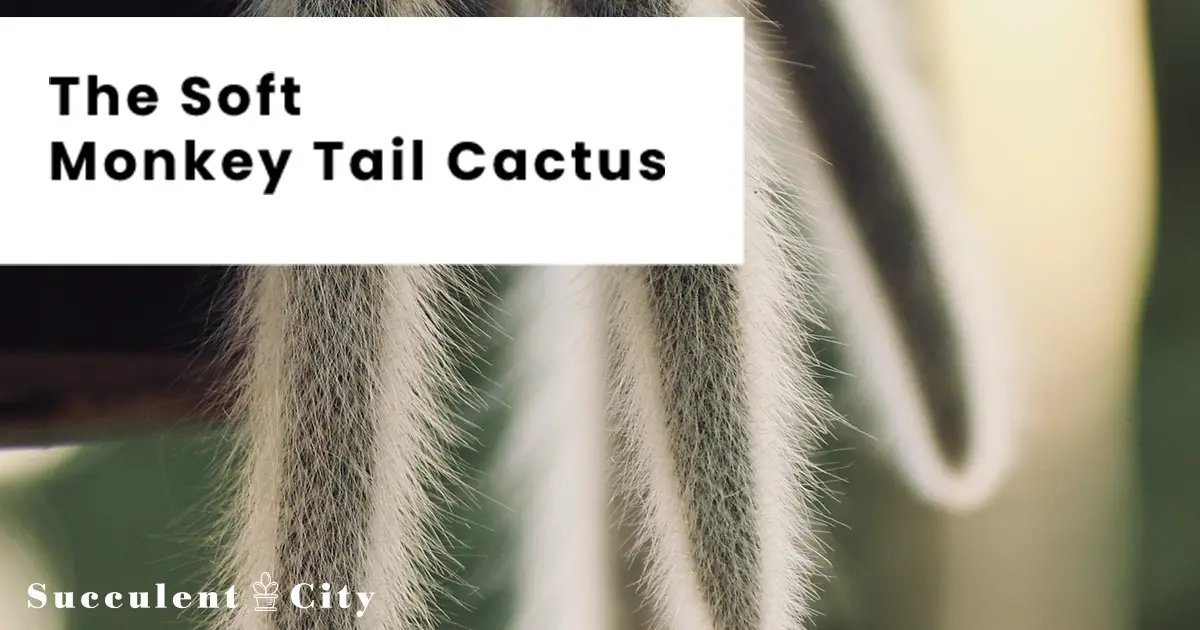 El cactus cola de mono 'Cleistocactus Colademononis' El cactus cola de mono 'Cleistocactus Colademononis'