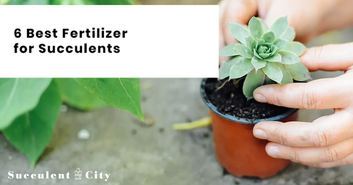 La única guía de fertilizantes para suculentas que necesita