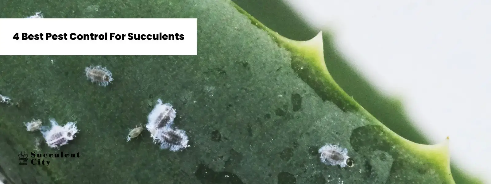 4 mejores controles de plagas para suculentas 4 mejores controles de plagas para suculentas