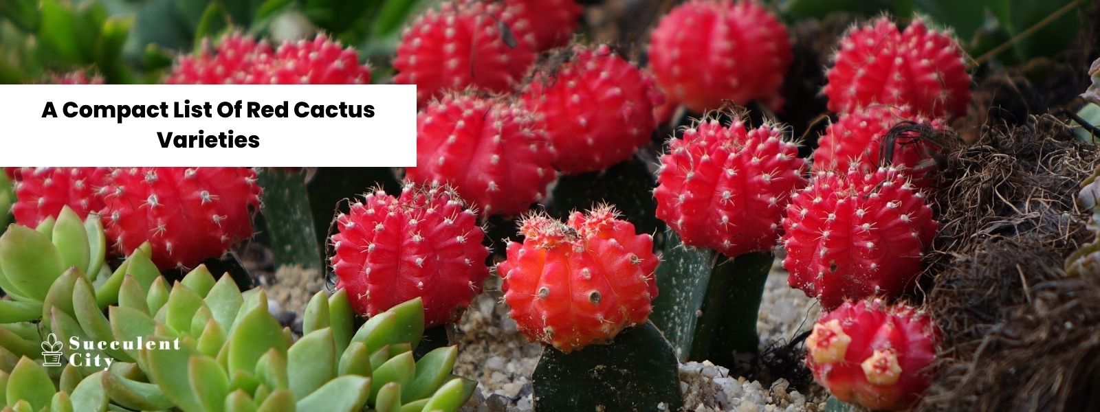 Una lista compacta de cactus rojos.