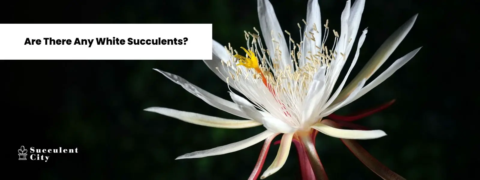 ¿Hay suculentas blancas? ¿Hay suculentas blancas?