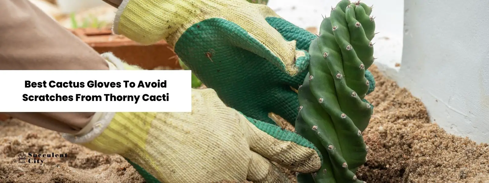 Los mejores guantes de cactus para evitar los arañazos de los cactus espinosos