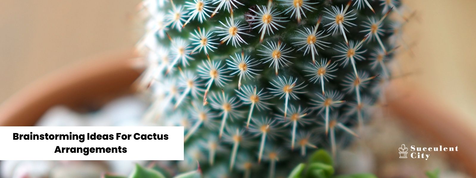Piense en ideas para arreglos de cactus