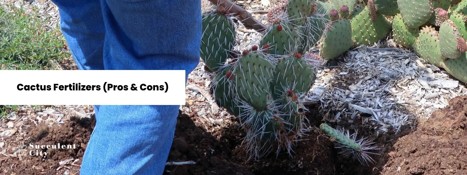 Lo que sé sobre el fertilizante para cactus.