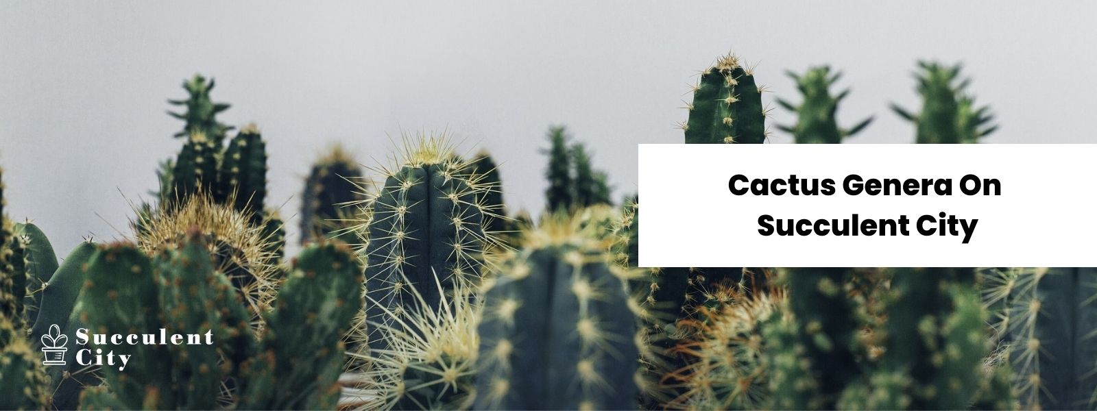 Géneros de cactus en una ciudad suculenta