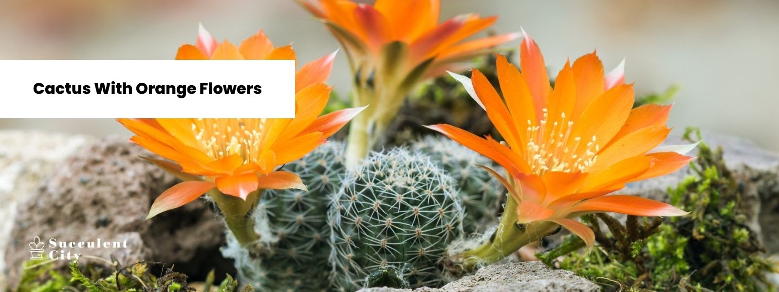 Una deliciosa lista de cactus con flores de naranja.