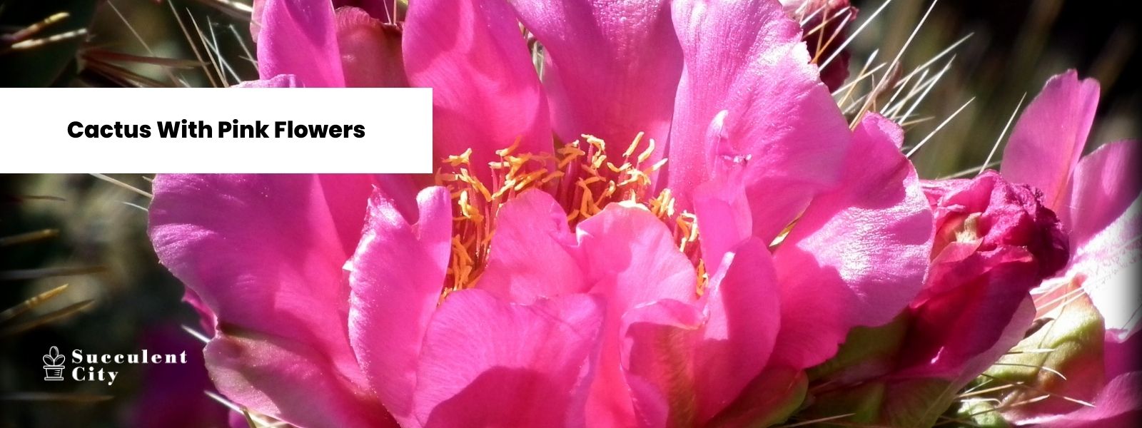 Una delicada lista de dijes con cactus con flores rosas.
