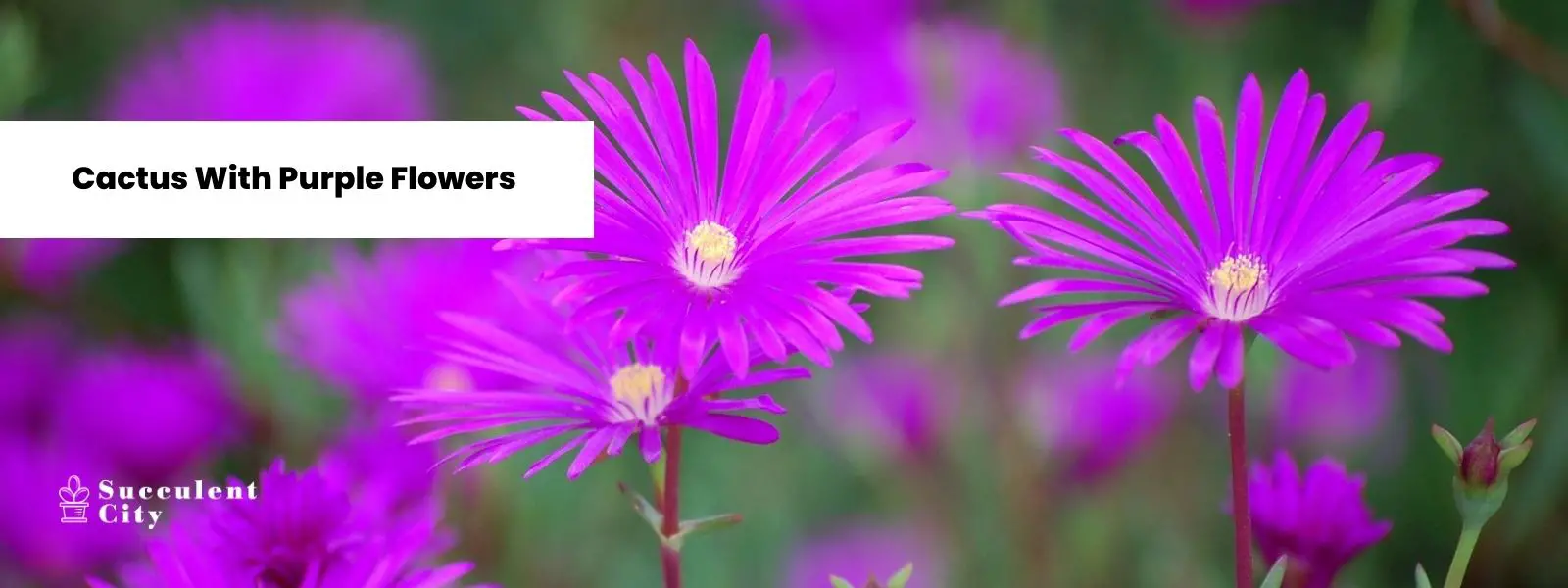 Mi colección de cactus con flores moradas. Mi colección de cactus con flores moradas.