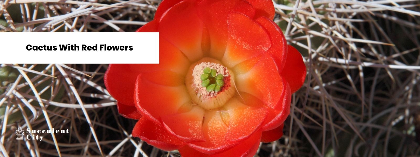 Una lista compacta de cactus con flores rojas: agregue un esplendor ardiente a su colección