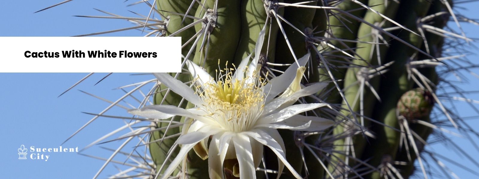 Una lista compacta de cactus con flores blancas.