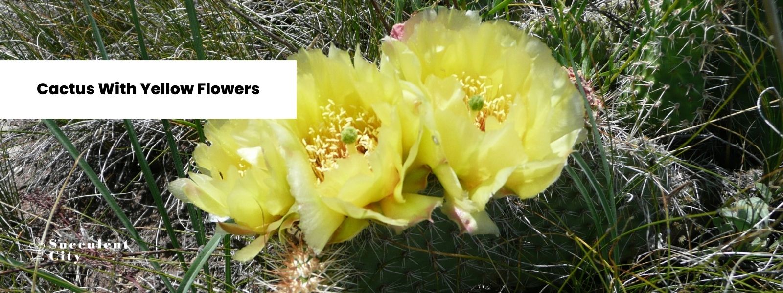 Una impresionante exhibición de cactus con flores amarillas.