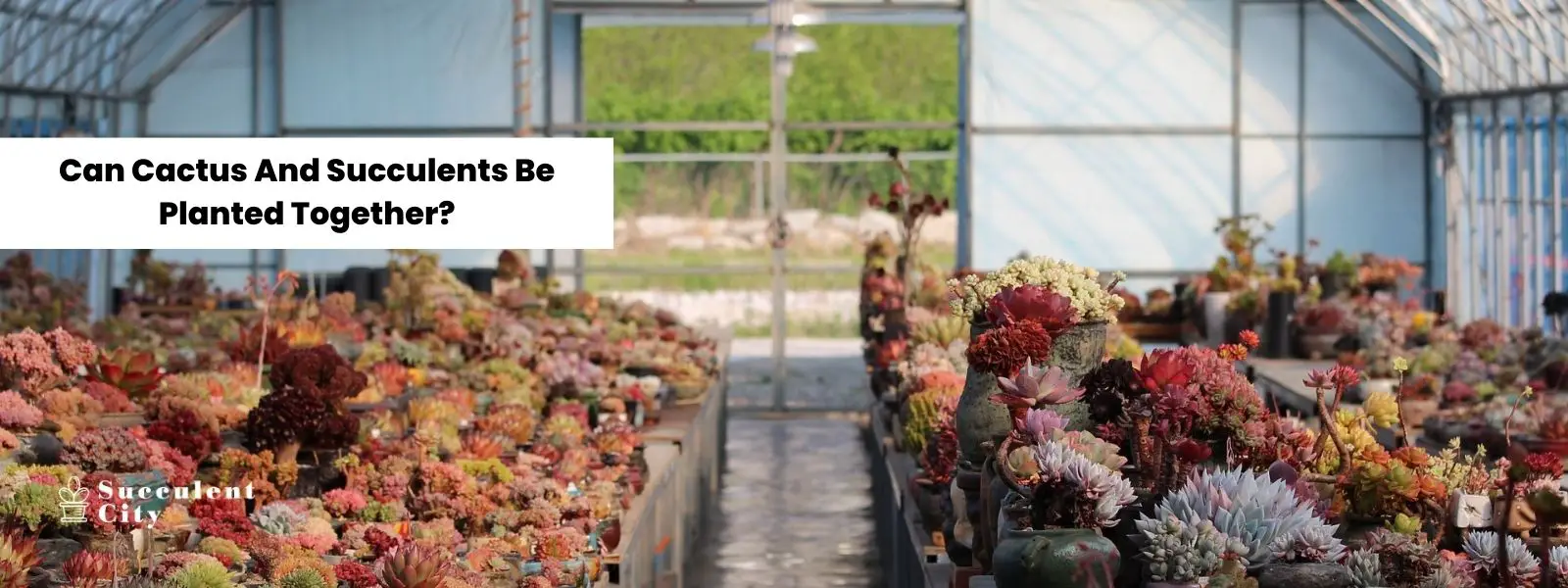 ¿Se pueden plantar juntos cactus y suculentas? ¿Se pueden plantar juntos cactus y suculentas?