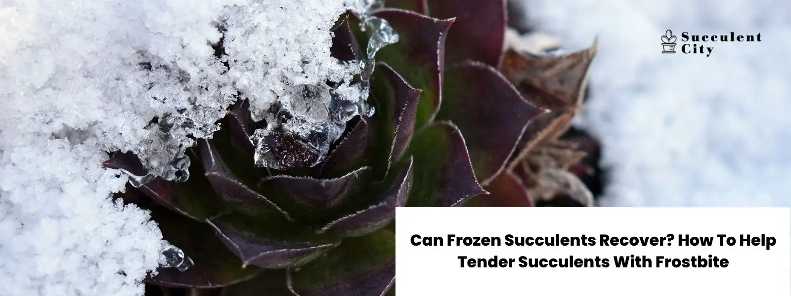 ¿Se pueden recuperar las suculentas congeladas? Cómo ayudar a las tiernas suculentas con congelación