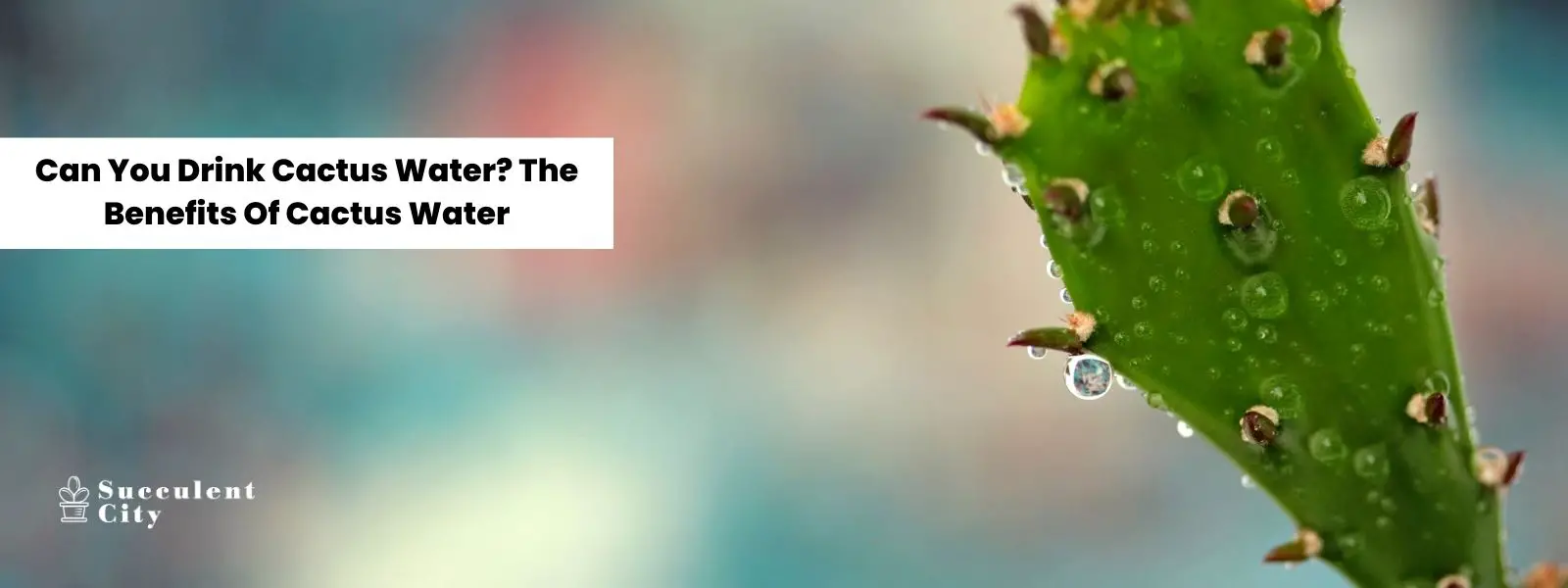 ¿Puedes beber agua de cactus? Los beneficios del agua de cactus