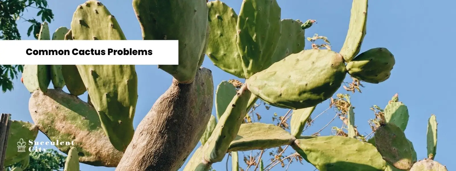 Busqué en Reddit estos problemas comunes de los cactus (por qué y soluciones)