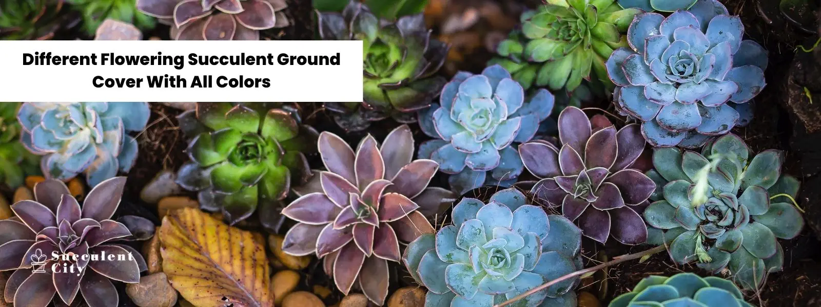 Varias plantas suculentas con flores que cubren el suelo en todos los colores. Varias plantas suculentas con flores que cubren el suelo en todos los colores.