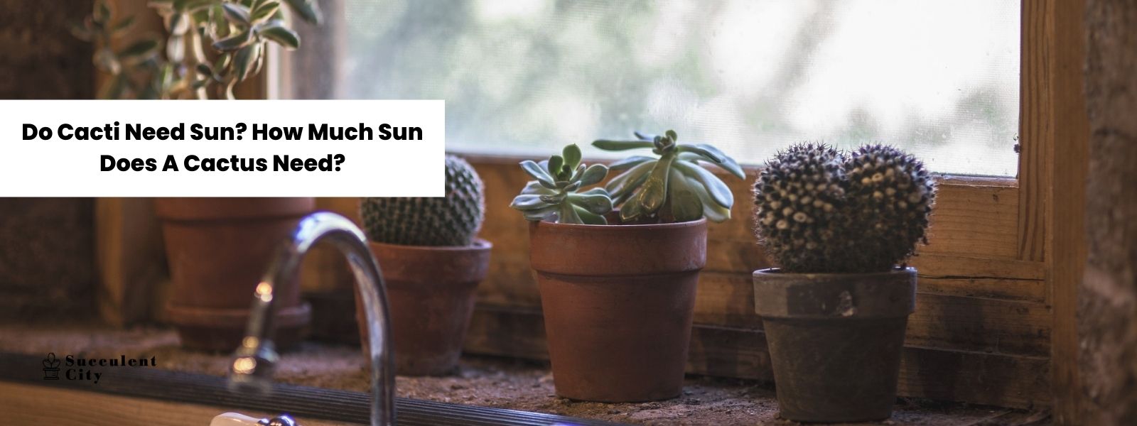 ¿Los cactus necesitan sol? ¿Cuánto sol necesita un cactus?