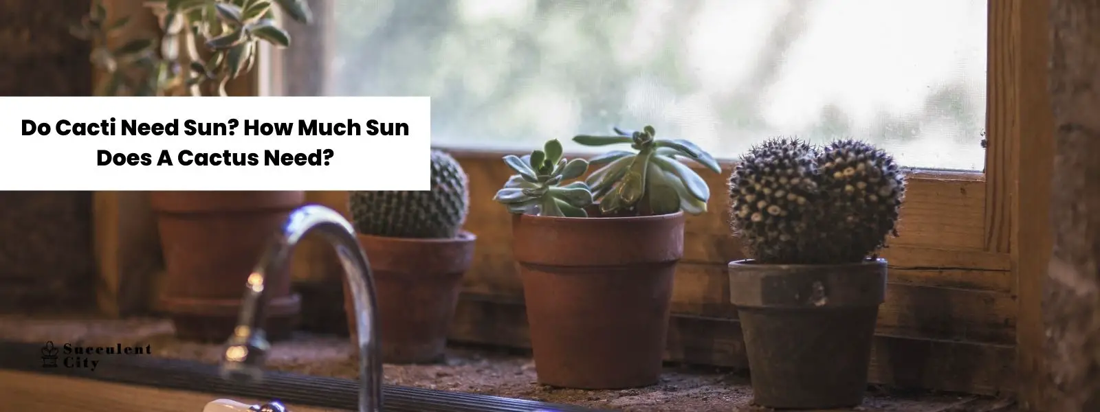 ¿Los cactus necesitan sol? ¿Cuánto sol necesita un cactus?