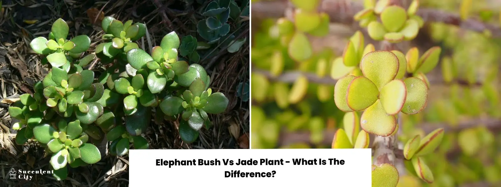 Arbusto Elefante versus Planta de Jade: ¿Cuál es la diferencia entre la Planta de Jade y el Arbusto Elefante? Arbusto Elefante versus Planta de Jade: ¿Cuál es la diferencia entre la Planta de Jade y el Arbusto Elefante?